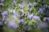 IRÍNI USDA Organic Thyme Greek Honey IRÍNI USDA Organic Thyme Greek Honey